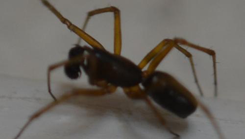 Neriene clathrata